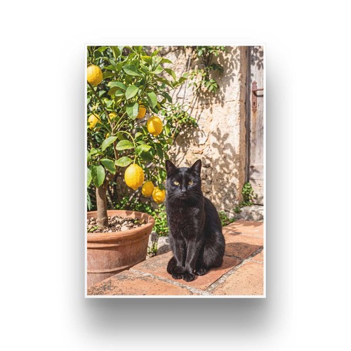 Katze zitronenbaum kunstdruck - zitronenbaum,